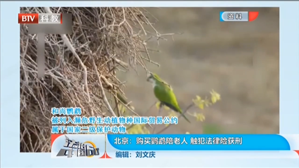 BTV《法治中國60分》 | 劉宏輝律師解讀：“北京：購買鸚鵡陪老人 觸犯法律險獲刑”