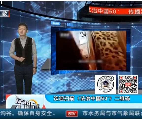 BTV《法治中國60分》 | 劉宏輝律師解讀：“山西：后備箱發現一只金錢豹”